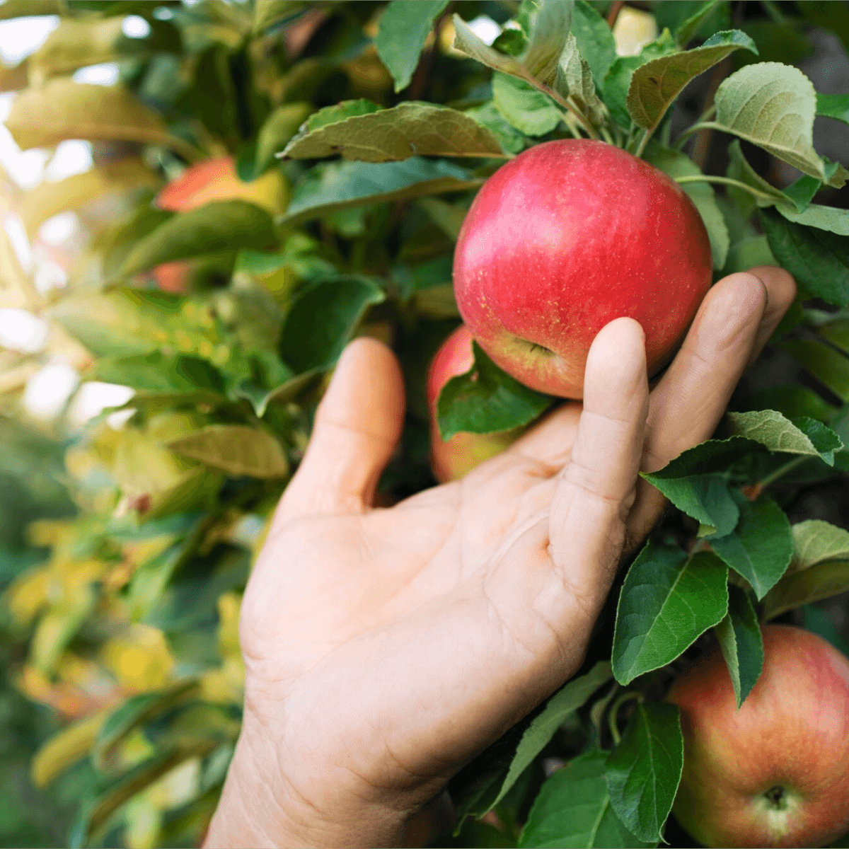 Producteurs locaux Allez Fruits